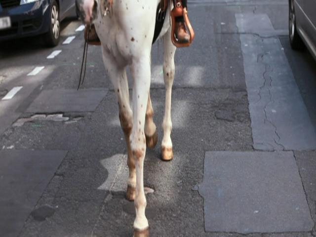 Calamity Jane