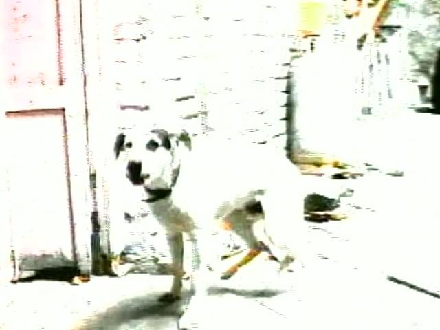 Pachuco (Video)